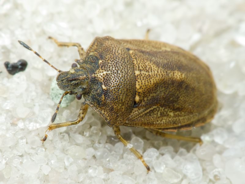 Podops (Opocrates) rectidens Horváth, 1883